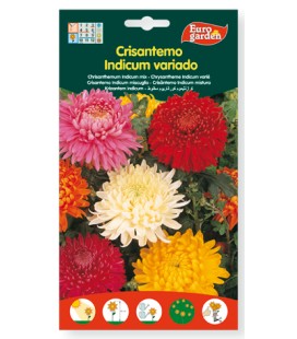 Semillas de Crisantemo indicum variado de Eurogarden