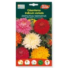 Crisantemo indicum variado.200 mg de Eurogarden.