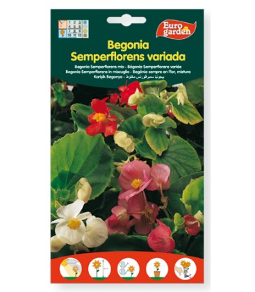 Semillas de Begonia Semperflorens variada,60gr Eurogarden