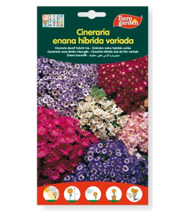 Cineraria enana híbrida variada, 50 mg de eurogarden.