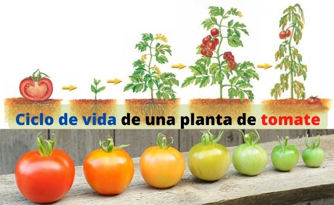 Ciclo del tomate jardinagro.com