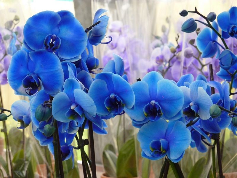 Orquideas azules