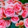 Abril: flores mil, cuidados plantas flor y de interior