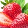 Fresas: 5 aspectos básicos para una buena cosecha