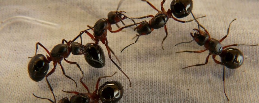 Las hormigas: Su control