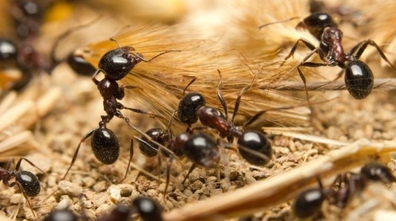 Control eficaz de las hormigas