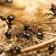 Control eficaz de las hormigas