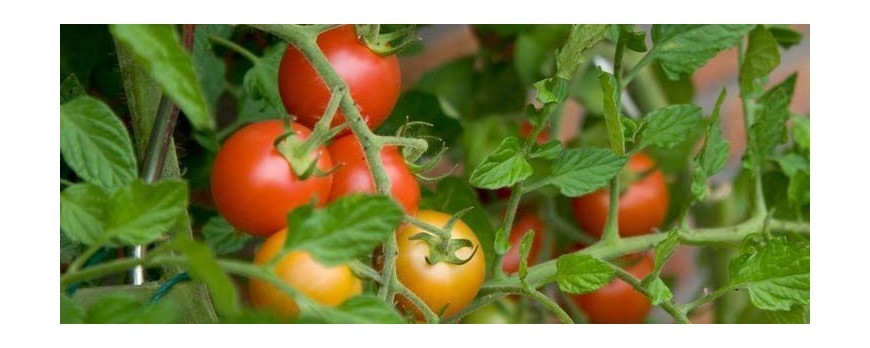 Protege los tomates de las plagas y enfermedades más comunes