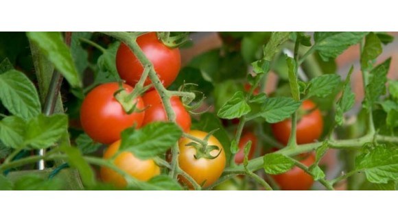 Protege los tomates de las plagas y enfermedades más comunes