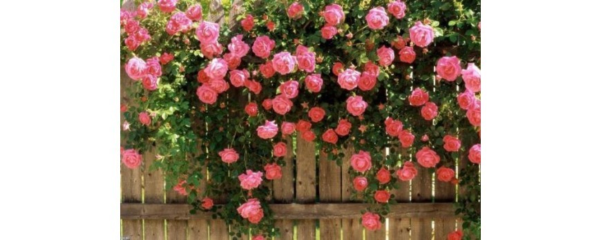 Planta rosales en casa y jardín