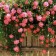 Planta rosales en casa y jardín