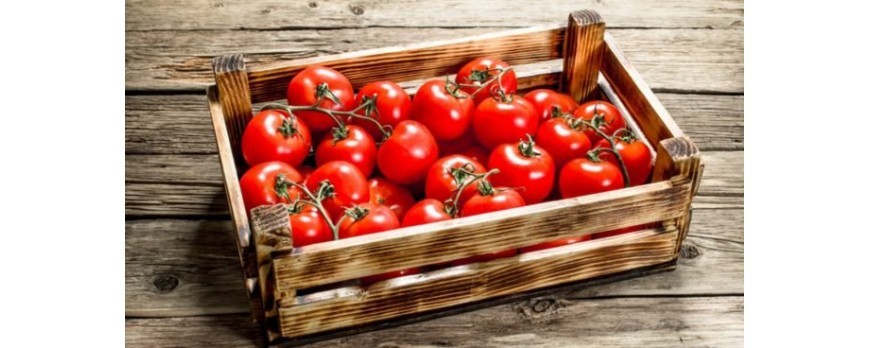 Cosecha tus tomates, sanos y libres de plagas