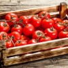 Cosecha tus tomates, sanos y libres de plagas